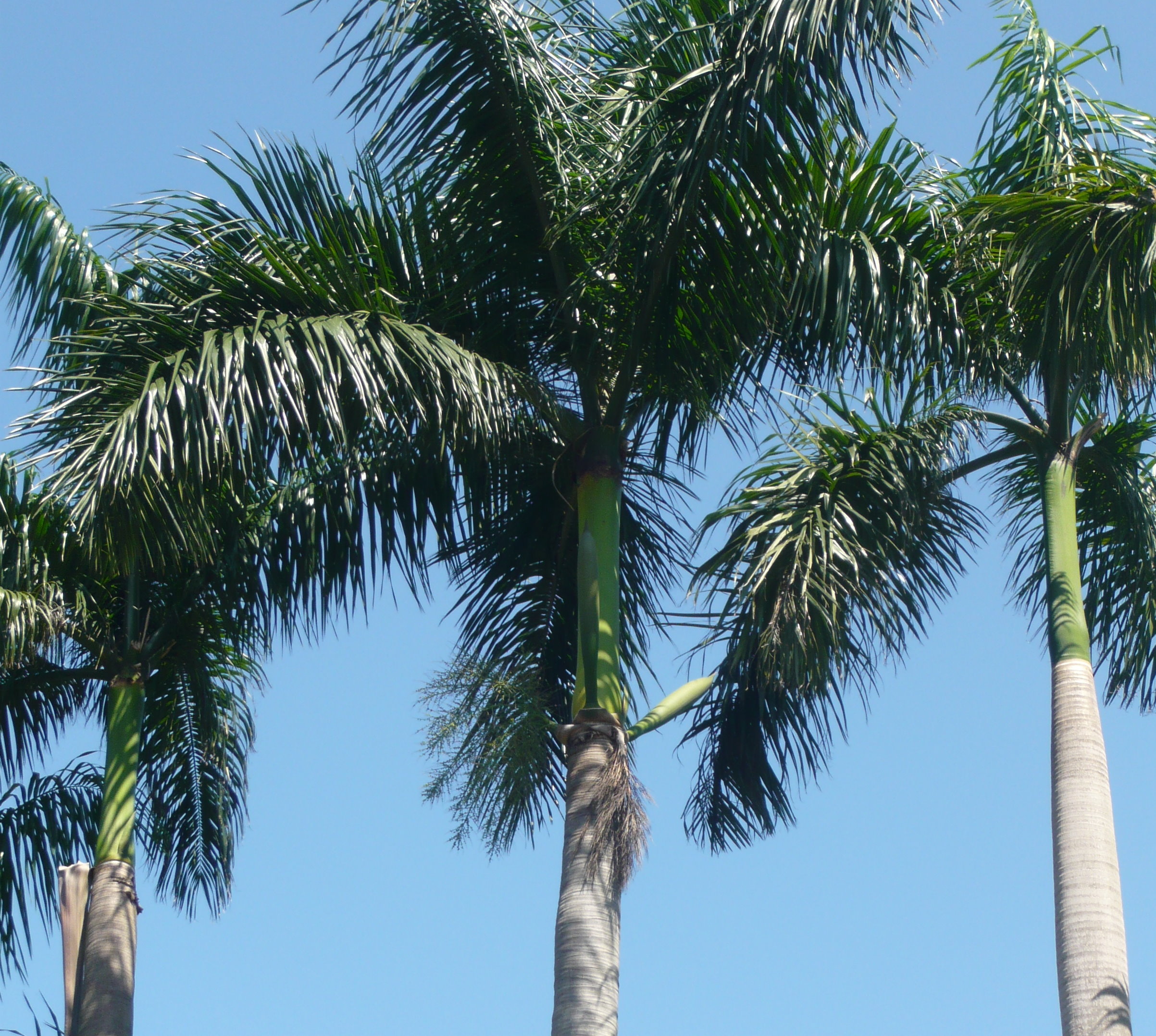 大王椰子报价 大王椰子价格 大王棕 福建盛大园艺批发大王椰子树-阿里巴巴